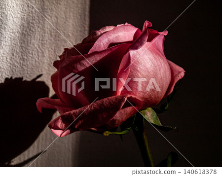 Scarlet Rose Form in Contrasting Evening Room Light Scarlet Rose Form in Contrasting Evening Room Light 140618378