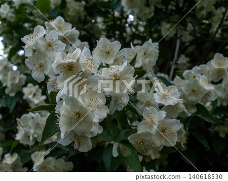 Delicate Mock Orange Jasmine in Soft Penumbra Light Delicate Mock Orange Jasmine in Soft Penumbra Light 140618530
