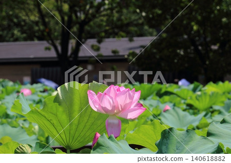 Lotus flower single wheel 140618882