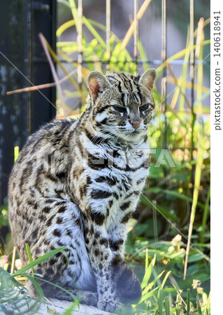 Bengal wild cat Bengal wild cat 140618941
