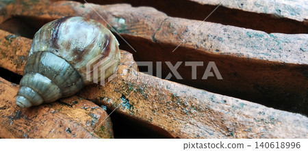 Macro photo showing a land snail with a brownish cream colored shell with a natural pattern, sitting on a pile of dark red bricks. Macro photo showing a land snail with a brownish cream colored shell with a natural pattern, sitting on a pile of dark red bricks. 140618996