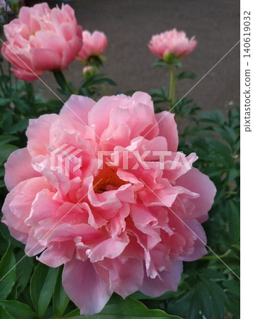 A peony with a translucent, pale pink color. A peony with a translucent, pale pink color. 140619032