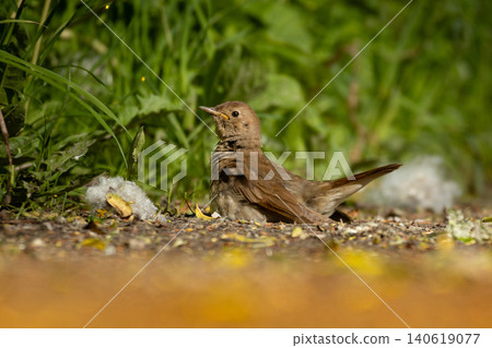 Thrush Nightingale (Luscinia luscinia) closeup 140619077