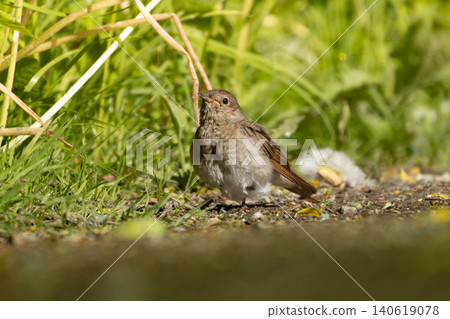 Thrush Nightingale (Luscinia luscinia) closeup Thrush Nightingale (Luscinia luscinia) closeup 140619078