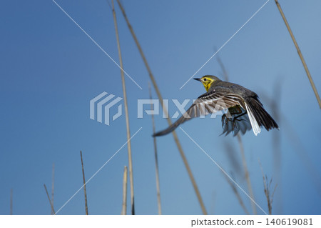 Flying female Citrine wagtail Flying female Citrine wagtail 140619081