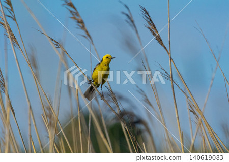 Citrine Wagtail Motacilla citreola Citrine Wagtail Motacilla citreola 140619083