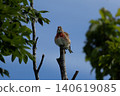 Common linnet, Linaria cannabina. In the early morning 140619085