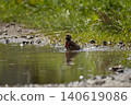 Male Common Linnet swimming 140619086