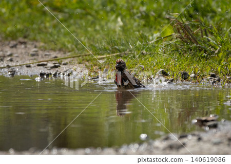 Male Common Linnet swimming Male Common Linnet swimming 140619086