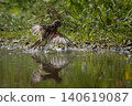 Male Common Linnet swimming 140619087