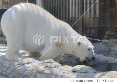 Polar bears Polar bears 140619090