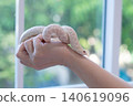 Close-up of a Snow Western Hognose snake (Heterodon nasicus) coiled on a person's hand with blurred window background. 140619096