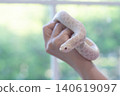 Close-up of a Snow Western Hognose snake (Heterodon nasicus) coiled on a person's hand with blurred window background. 140619097