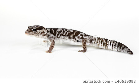 Side view of an African Fat-tailed Gecko (Hemitheconyx caudicinctus) isolated on white background. 140619098
