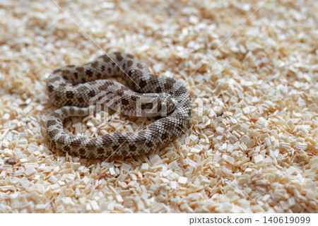 Close-up of a cute newborn Western Hognose snake hatchling (Heterodon nasicus) coiled on wood shavings looking at the camera. Close-up of a cute newborn Western Hognose snake hatchling (Heterodon nasicus) coiled on wood shavings looking at the camera. 140619099