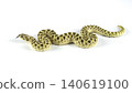 Full body of a Western Hognose snake (Heterodon nasicus) crawling isolated on white background. 140619100