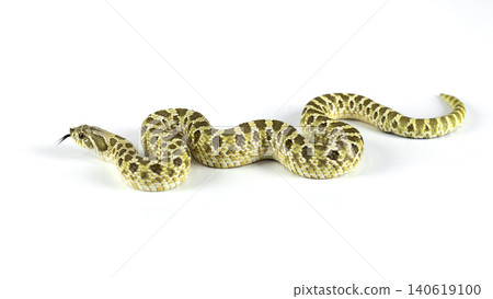 Full body of a Western Hognose snake (Heterodon nasicus) crawling isolated on white background. Full body of a Western Hognose snake (Heterodon nasicus) crawling isolated on white background. 140619100
