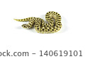 Full body of a Western Hognose snake (Heterodon nasicus) crawling isolated on white background. 140619101