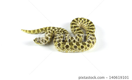 Full body of a Western Hognose snake (Heterodon nasicus) crawling isolated on white background. 140619101