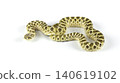 Full body of a Western Hognose snake (Heterodon nasicus) crawling isolated on white background. 140619102