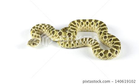 Full body of a Western Hognose snake (Heterodon nasicus) crawling isolated on white background. Full body of a Western Hognose snake (Heterodon nasicus) crawling isolated on white background. 140619102