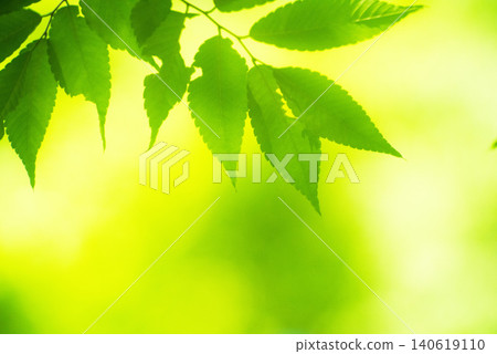 The season of fresh greenery The season of fresh greenery 140619110