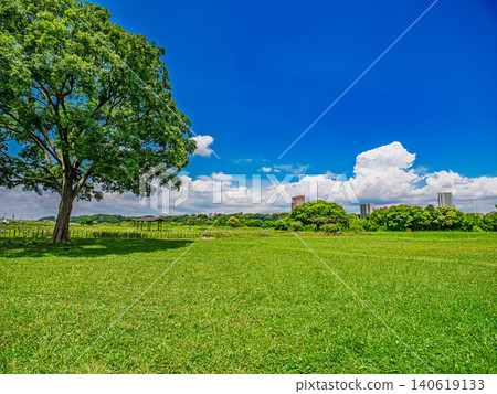 A tree standing on the Edogawa riverbank A tree standing on the Edogawa riverbank 140619133