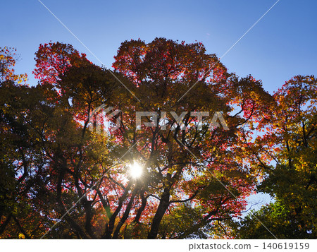 Grove of autumn leaves Grove of autumn leaves 140619159