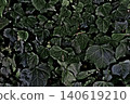 A landscape of suspicious blackish-green leaves 1 140619210