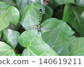 A dragonfly perched on a leaf (1) 140619211