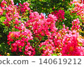 A scene of pink flowers in early summer 1 140619212