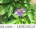 A scene of a plant with purple flowers in bloom 1 140619214