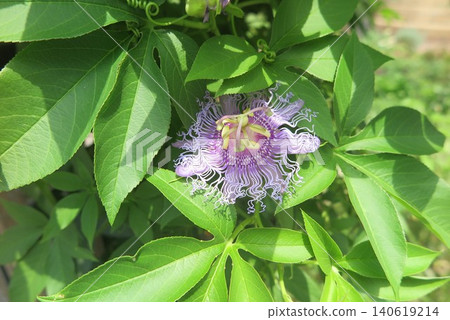 A scene of a plant with purple flowers in bloom 1 A scene of a plant with purple flowers in bloom 1 140619214