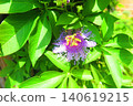A scene of a plant with purple flowers in bloom (2) 140619215