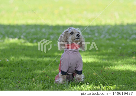 My dog, a Maltipoo (Maltese x Toy Poodle), sits properly. My dog, a Maltipoo (Maltese x Toy Poodle), sits properly. 140619457