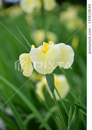 White flowers of irises White flowers of irises 140619649