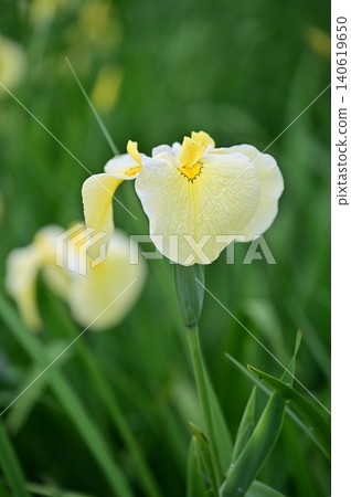 White flowers of irises White flowers of irises 140619650