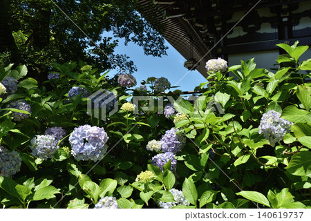 Hydrangeas in full bloom behind the main hall of Chishaku-in Temple (Higashiyama Ward, Kyoto City) Hydrangeas in full bloom behind the main hall of Chishaku-in Temple (Higashiyama Ward, Kyoto City) 140619737