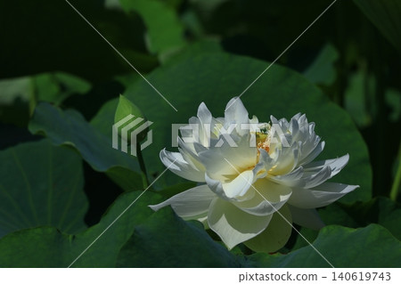 Holy flower Holy flower 140619743