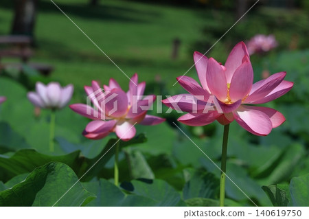Holy flower Holy flower 140619750