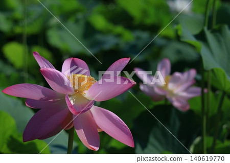 Holy flower Holy flower 140619770