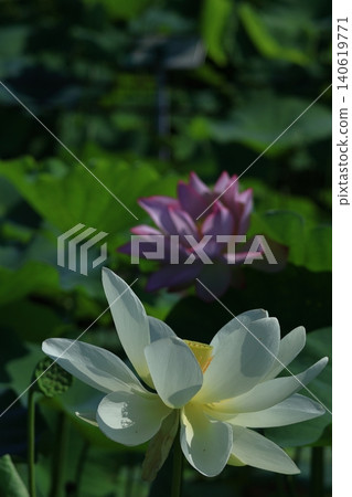 聖花 聖花 140619771