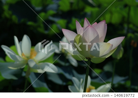 聖花 聖花 140619772