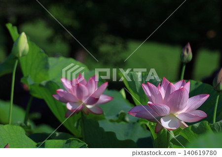 Holy flower Holy flower 140619780