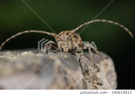 Living creatures, insects: Ezo longhorn beetle, about one centimeter in length. Although its name includes "Ezo" (meaning "Hokkaido"), it seems to inhabit areas as far north as Kyushu. 140619815