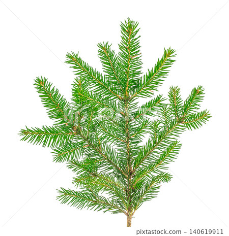 Fresh christmas tree branch isolated on gray background, evergreen fir clipping for winter holiday design Fresh christmas tree branch isolated on gray background, evergreen fir clipping for winter holiday design 140619911