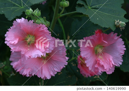 Noble and dignified flowers Noble and dignified flowers 140619990