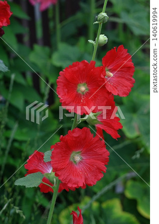 高貴端莊的花朵 高貴端莊的花朵 140619994