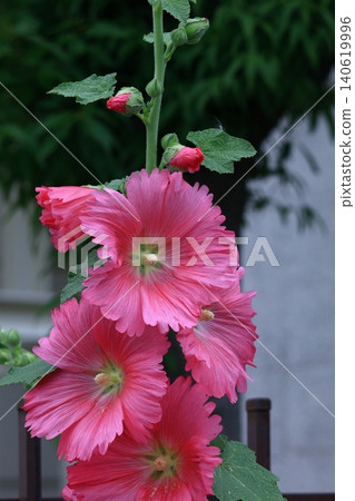 高貴端莊的花朵 140619996