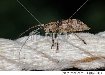 Living creatures, insects: *Ezo-sabikamikiri* (a type of longhorn beetle). While there appears to be variation in its pattern, the raised area at the shoulder of the elytra is a distinctive feature. Living creatures, insects: *Ezo-sabikamikiri* (a type of longhorn beetle). While there appears to be variation in its pattern, the raised area at the shoulder of the elytra is a distinctive feature. 140620041